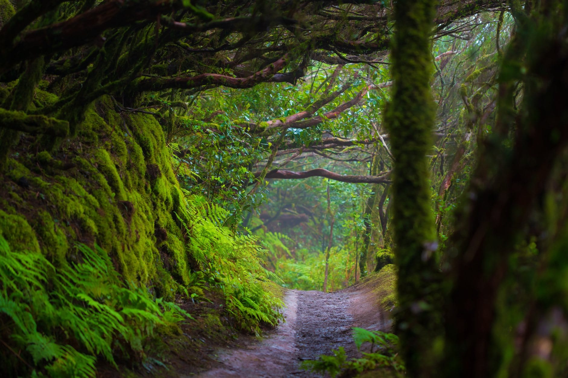 Image of a forest trail with branches hanging over the trail and a moss covered hill on the left
