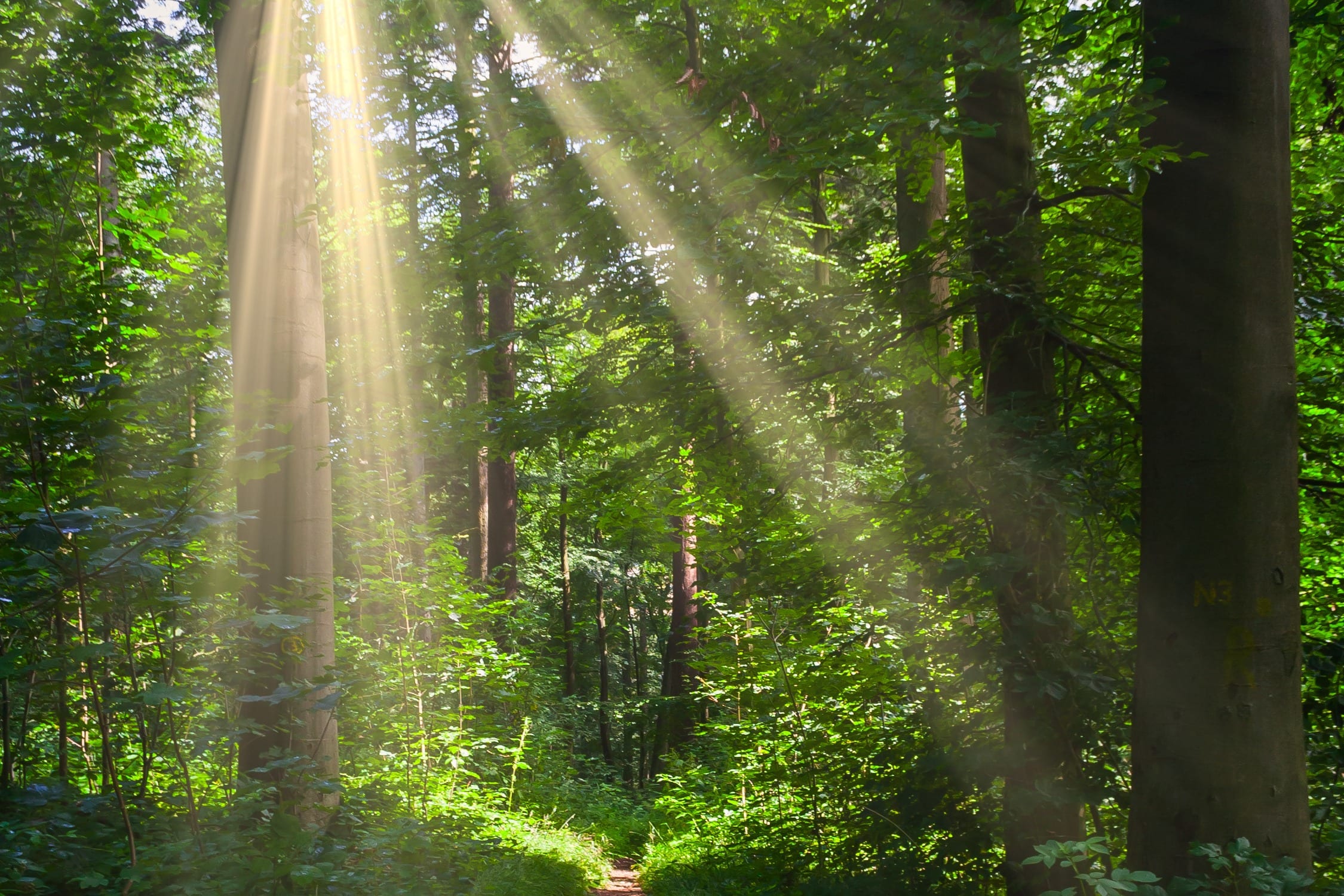 Image of sunlight passing through the trees in a leafy green forest.