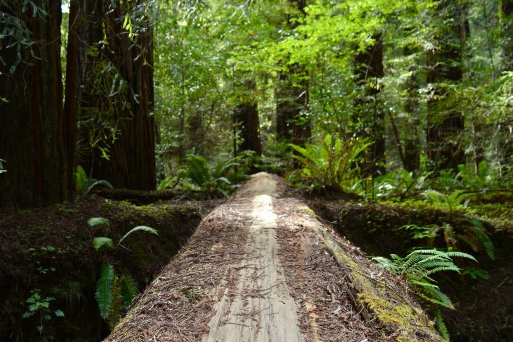 Relational Life Therapy: Image of a forest trail