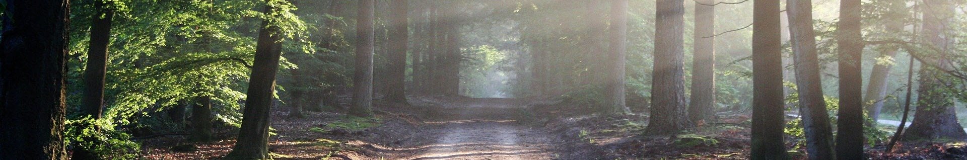 Trail into the forest with sunbeams shining thorugh the darkness